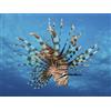 Lionfish Displays Its Poi