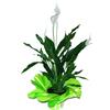 Planta spatifilium