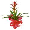 Planta Guzmania
